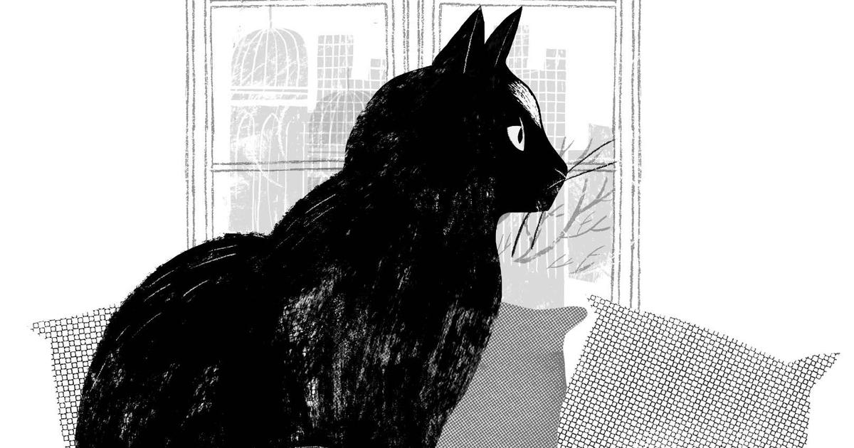 Tina’s Dilemma: Balancing Love for Her Cat and Her Father’s Disapproval