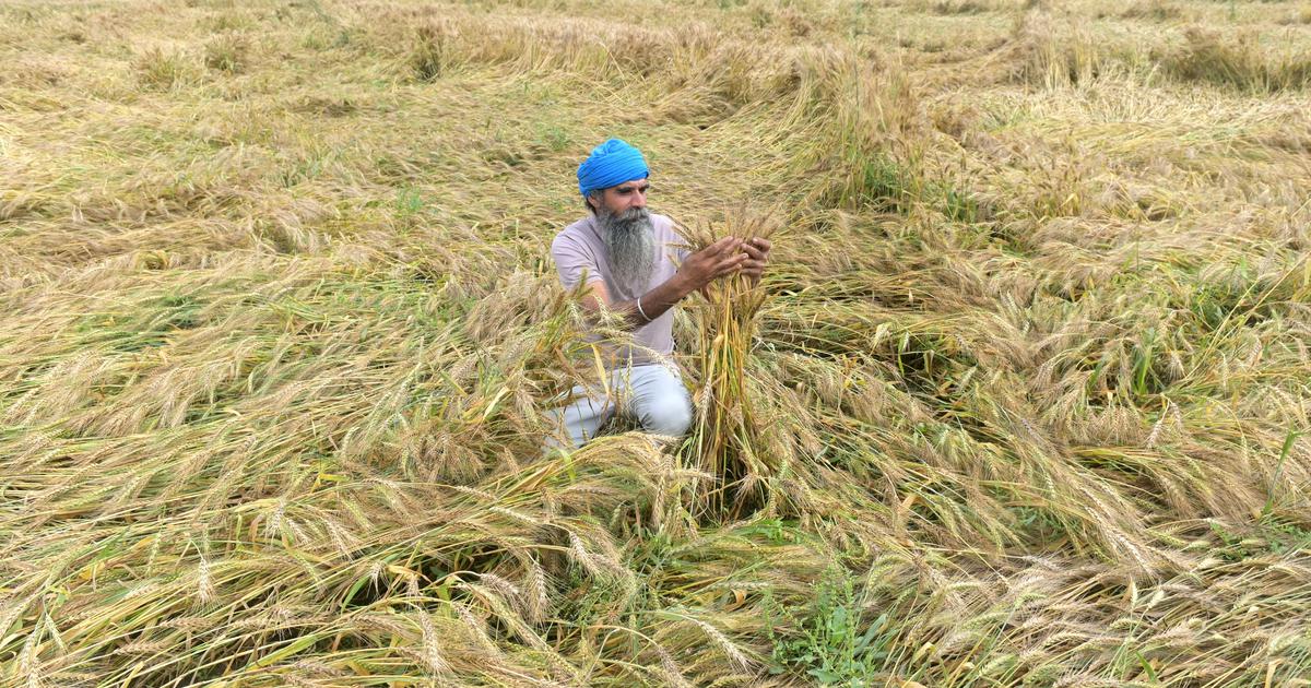 Unseasonal Rainfall and Hailstorms Disrupt Harvests in Eastern India