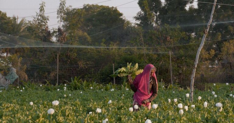 Unveiling the Harsh Reality of Opium Cultivation: A Deep Dive into 'I, Poppy'