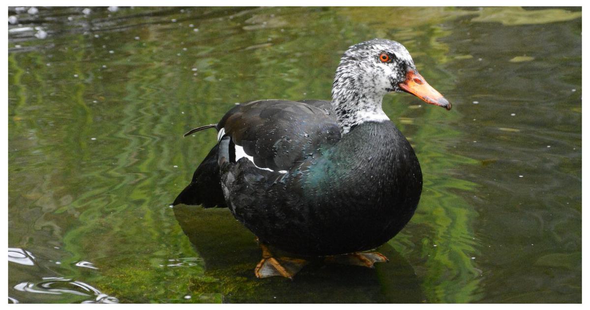 Unveiling the Mysteries of the Elusive White-Winged Duck in Assam