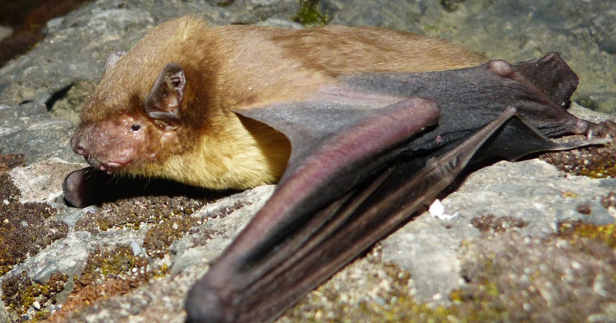 Wind Farms in India: A Hidden Threat to Bat Populations, Experts Warn