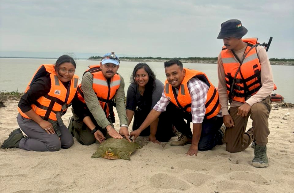 India’s First Satellite-Tagged Ganges Softshell Turtle Released at Kaziranga