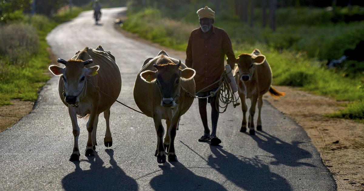 CPI (M-L) Challenges West Bengal’s Restrictions on Animal Sacrifice in Calcutta High Court