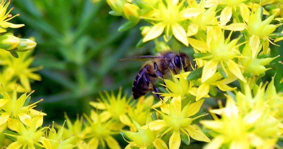 Celebrating World Bee Day: The Role of India's Pastoralists in Protecting Pollinators and Biodiversity
