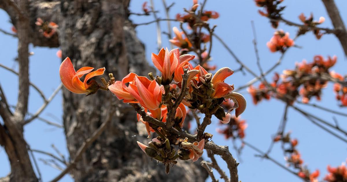 Disappearing Palash Forests in Jharkhand Threaten Traditional Livelihoods