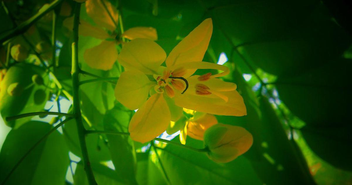 Exploring the Poetic Essence of Summer: Mukul Kesavan’s Celebratory Verses