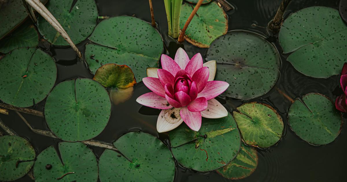 Exploring the Symbolism of the Lotus in Classical Indian Literature