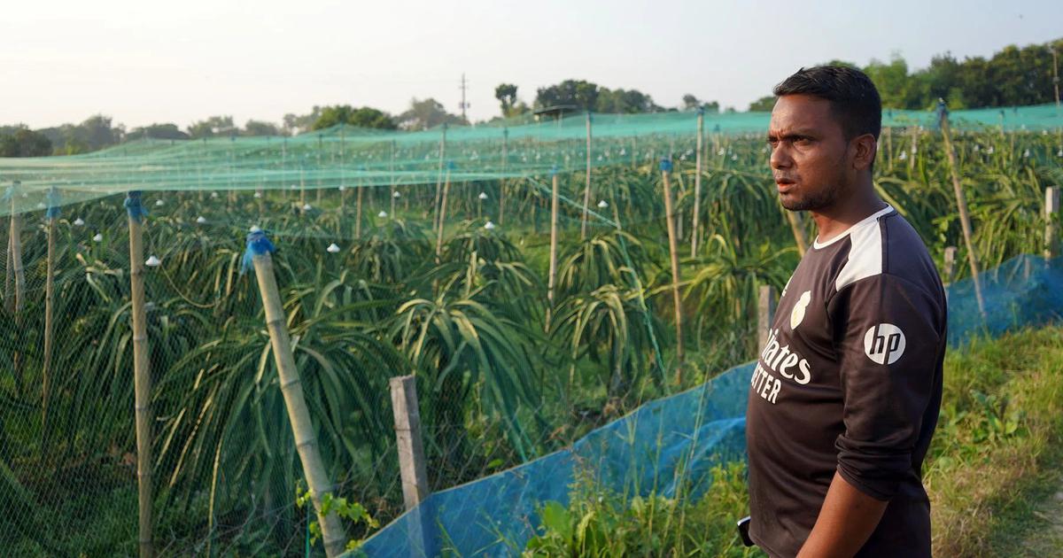 Farmers in Bangladesh Pivot to Fruit Crops Amidst Water Crisis, Leaving Traditional Paddy Behind