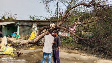 तेज आंधी-तूफान का कहर: गिरे पेड़ से करकट शेड हुआ तबाह, गरीब परिवार पर टूटा संकट