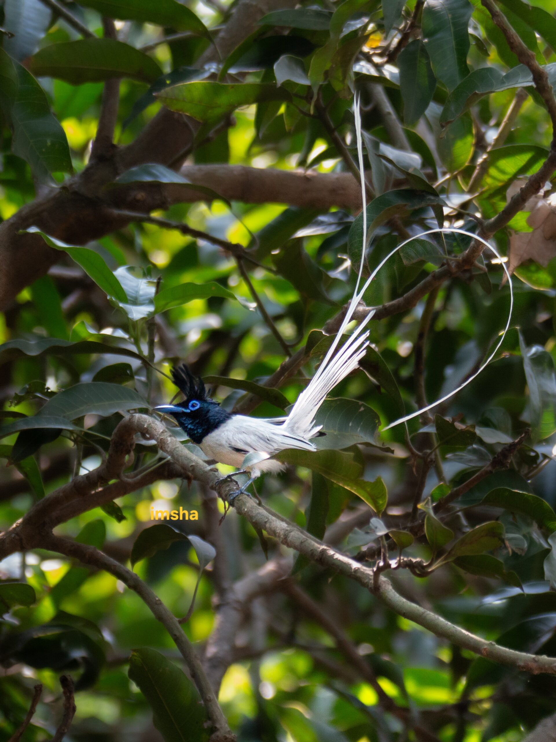 Indian Paradise Flycatcher Spotted in Bardhaman During Breeding Seaso