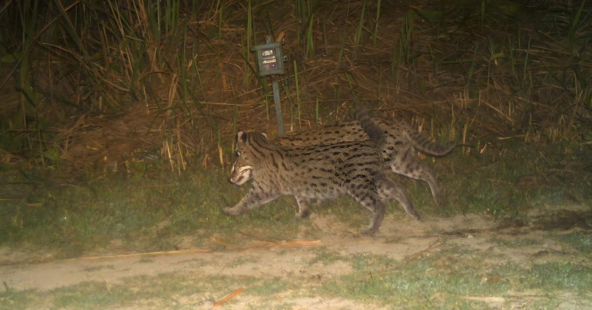 Kaziranga’s Floodplains Prove to Be a Haven for Fishing Cats, New Study Reveals