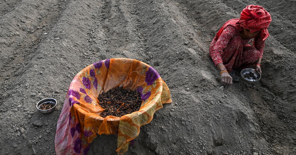 New Seeds Bill Sparks Debate Over Federalism and Farmer Rights in India