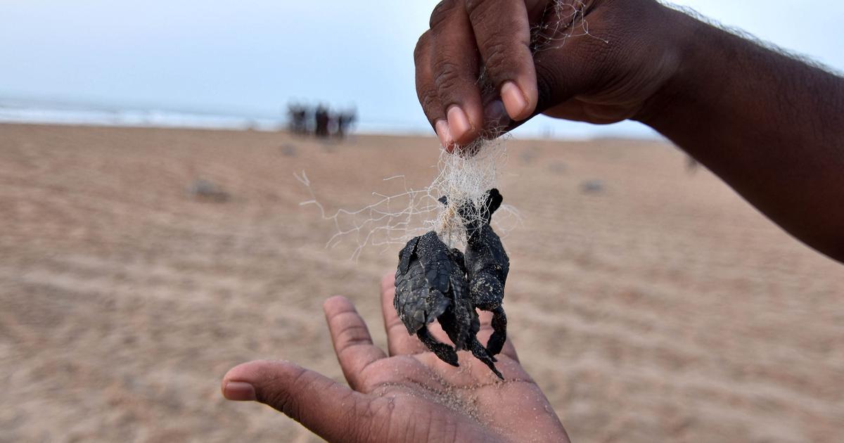 Plastic Pollution Threatens Olive Ridley Hatchlings on Odisha’s Rushikulya Coast