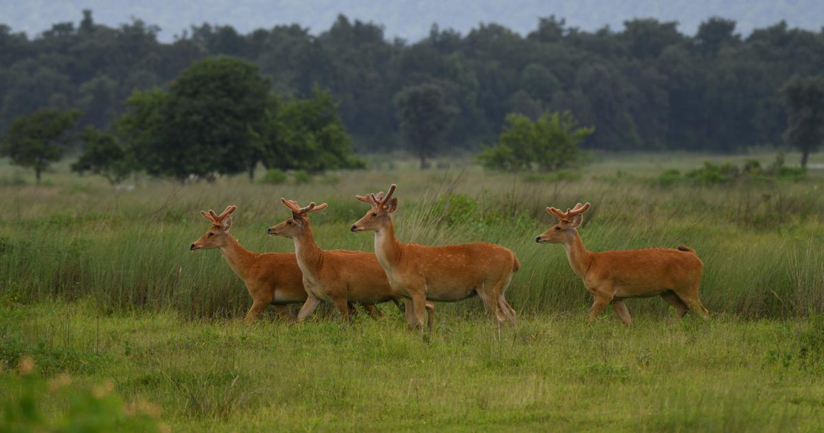 Reviving the Hard-Ground Swamp Deer: Successful Translocation Efforts in Madhya Pradesh