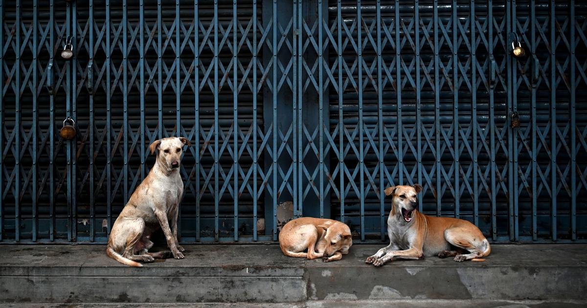 Supreme Court Upholds Ban on Releasing Stray Dogs, Emphasizes Public Safety