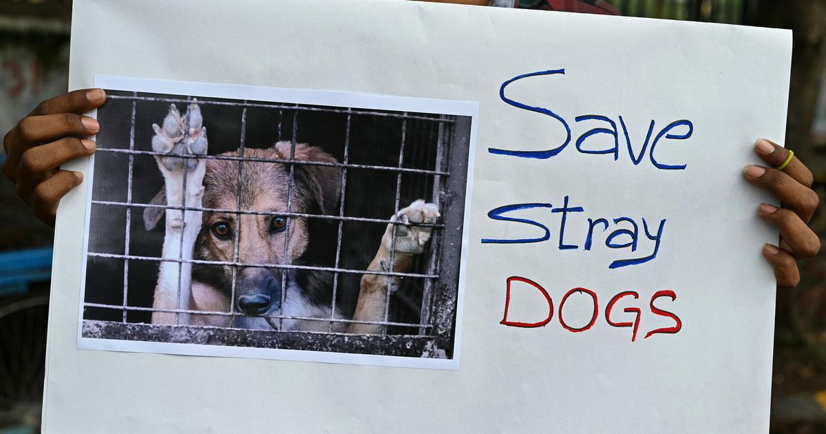 Supreme Court's Ruling on Stray Dogs: NALSAR Campus Gets Special Exemption