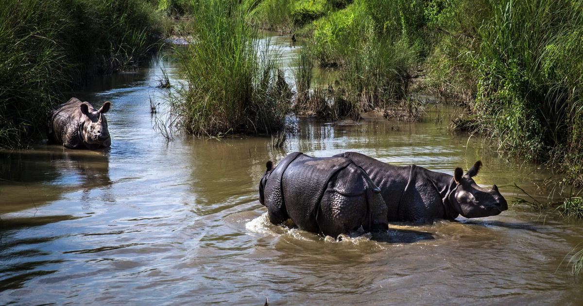 Surge in Illegal Wildlife Trade Threatens Himalayan Ecosystem
