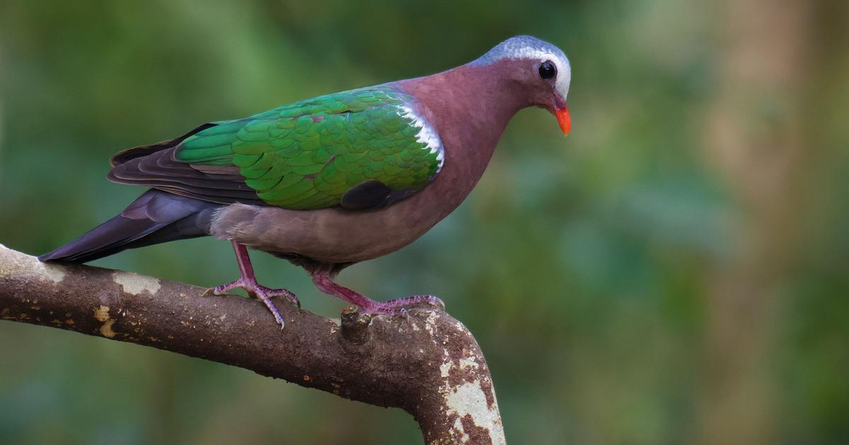 Unseen Perils: The Alarming Rise of Bird Collisions with Glass in India