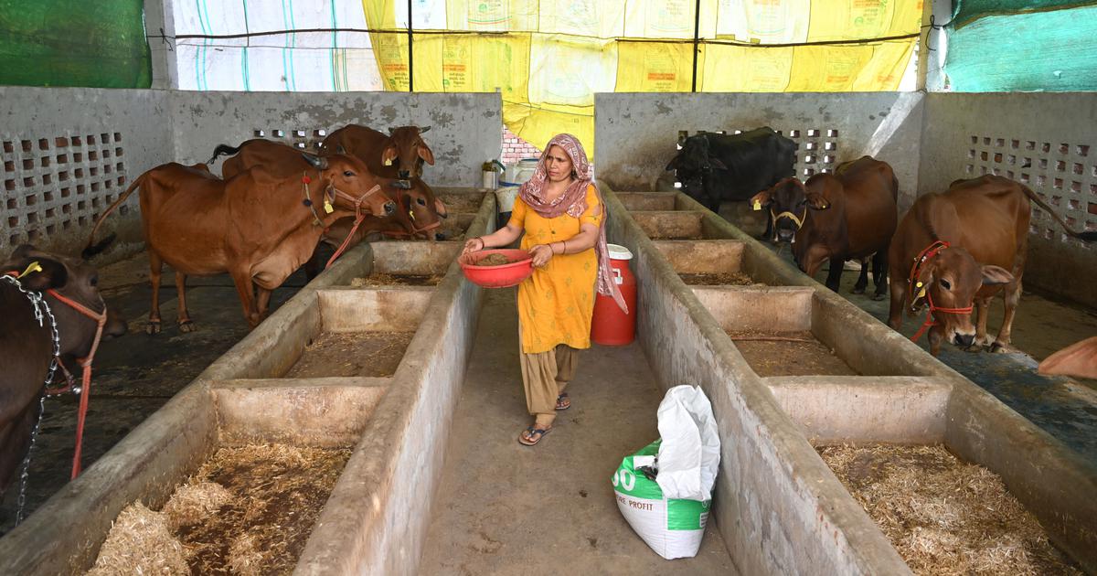 Uttar Pradesh Dairy Farmers Struggle as Rising Temperatures Impact Livestock Health
