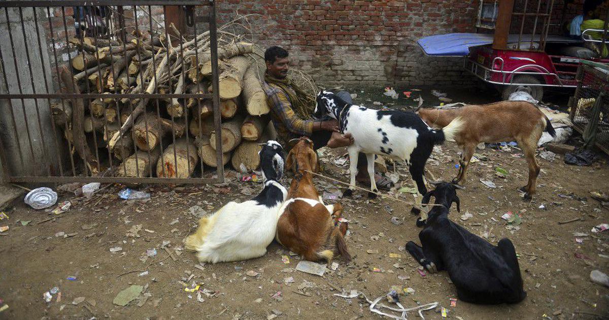 Varanasi's Historic Goat Market Shut Down Ahead of Bakrid Amid Sanitation Concerns