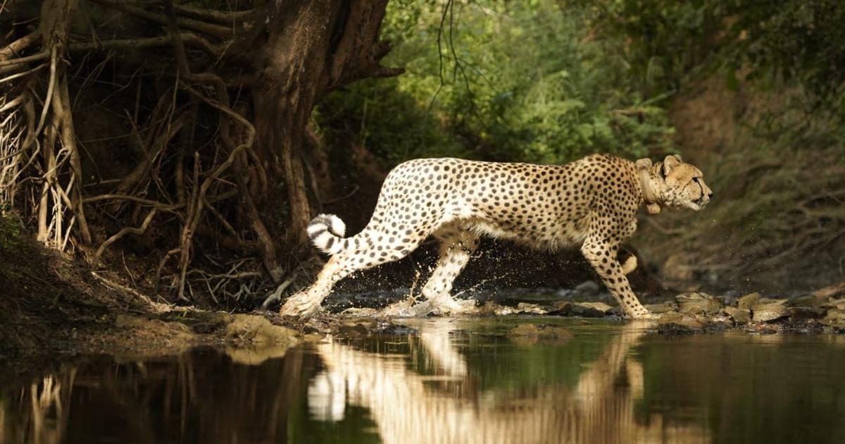 Wandering Cheetahs Spark New Hopes and Concerns in India’s Rewilding Journey