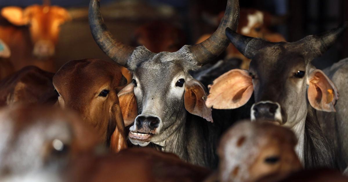 West Bengal Government Enforces Stricter Regulations on Animal Slaughter Ahead of Bakrid
