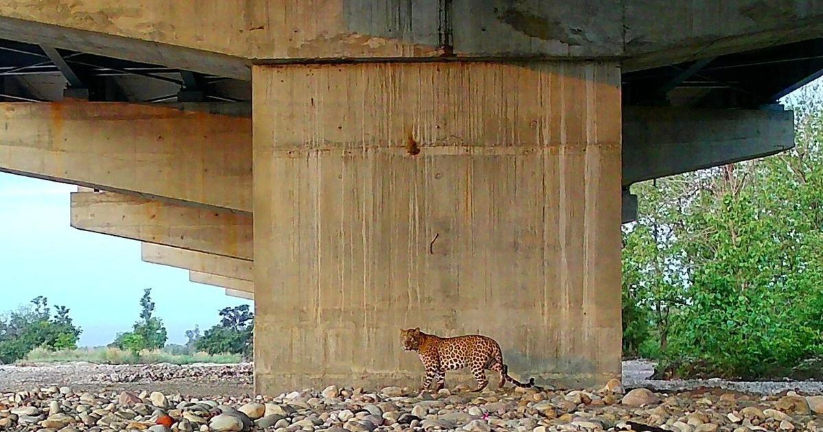 Wildlife Embraces New Underpasses on Delhi-Dehradun Expressway, Study Finds