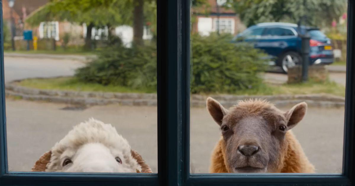 ‘The Sheep Detectives’: A Whimsical Murder Mystery with a Flock of Crime-Solving Sheep