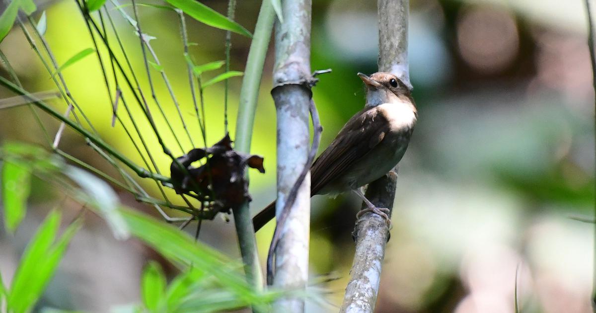 Great Nicobar’s Wildlife Unites Against Human Encroachment: A Call for Action
